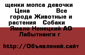 щенки мопса девочки › Цена ­ 25 000 - Все города Животные и растения » Собаки   . Ямало-Ненецкий АО,Лабытнанги г.